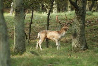 aw-duinen-09